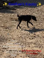Tokio, a male Chihuahua for sale in Carbon Hill, AL – Photo 4 of 4