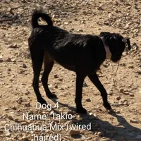 Tokio, a male Chihuahua and Wire Fox Terrier for sale in Carbon Hill, AL – Photo 4 of 4