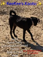 Tokio, a male Chihuahua for sale in Carbon Hill, AL – Photo 3 of 4