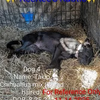 Tokio, a male Chihuahua and Wire Fox Terrier for sale in Carbon Hill, AL – Photo 3 of 4