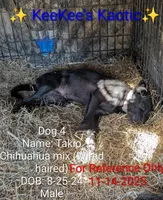 Tokio, a male Chihuahua for sale in Carbon Hill, AL – Photo 2 of 4