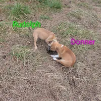 Donner , a male Australian Shepherd and Boxer for sale in Carbon Hill, AL – Photo 10 of 10