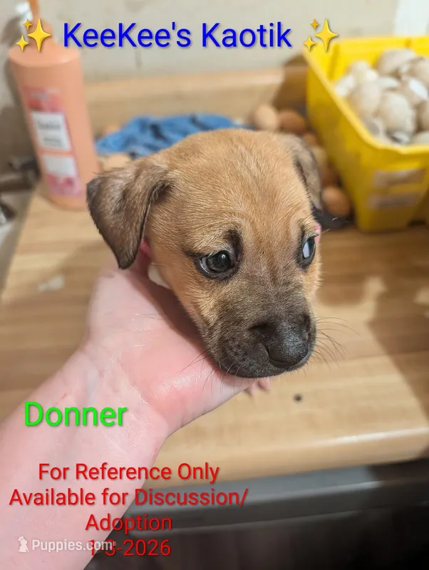 Donner 