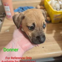 Donner , a male Australian Shepherd and Boxer for sale in Carbon Hill, AL – Photo 4 of 10