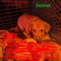 Donner , a male Australian Shepherd and Boxer for sale in Carbon Hill, AL – Photo 9 of 10