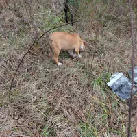 Donner , a male Australian Shepherd and Boxer for sale in Carbon Hill, AL – Photo 8 of 10