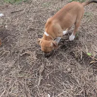 Donner , a male Australian Shepherd and Boxer for sale in Carbon Hill, AL – Photo 5 of 10