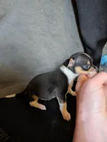 Pan Pink's Son, a male Chihuahua for sale in Carbon Hill, AL – Photo 2 of 3