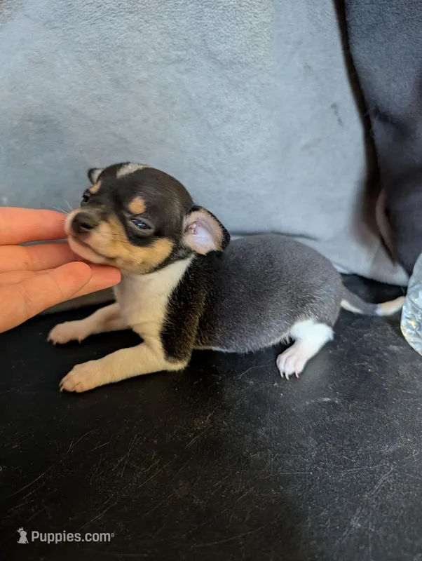 Pan Pink's Son – Chihuahua puppy for sale in Carbon Hill, AL