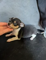 Pan Pink's Son, a male Chihuahua for sale in Carbon Hill, AL – Photo 1 of 3