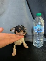 Pan Pink's Son, a male Chihuahua for sale in Carbon Hill, AL – Photo 3 of 3