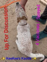 Chucki Lucki, a female Australian Cattle Dog and Australian Stumpy Tail Cattle Dog for sale in Carbon Hill, AL – Photo 2 of 3