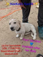 Chucki Lucki, a female Australian Cattle Dog and Australian Stumpy Tail Cattle Dog for sale in Carbon Hill, AL – Photo 1 of 3
