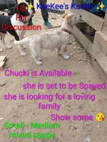 Chucki Lucki, a female Australian Cattle Dog and Australian Stumpy Tail Cattle Dog for sale in Carbon Hill, AL – Photo 3 of 3