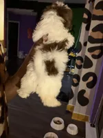 Kali, a female Shih Tzu for sale in Atlanta, GA – 3 of 3