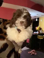Kristi , a female Shih Tzu for sale in Atlanta, GA – 4 of 4