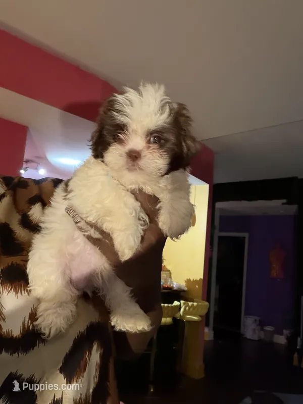 Kali – Shih Tzu puppy for sale in Atlanta, GA