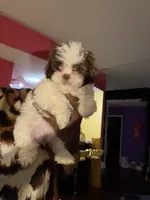 Kali, a female Shih Tzu for sale in Atlanta, GA – 1 of 3