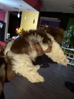 Kimbella, a female Shih Tzu for sale in Atlanta, GA – 2 of 3