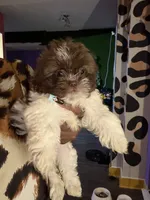 Kimbella, a female Shih Tzu for sale in Atlanta, GA – 3 of 3