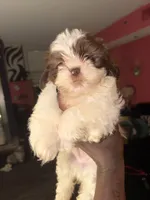 Konner, a male Shih Tzu for sale in Atlanta, GA – 2 of 4
