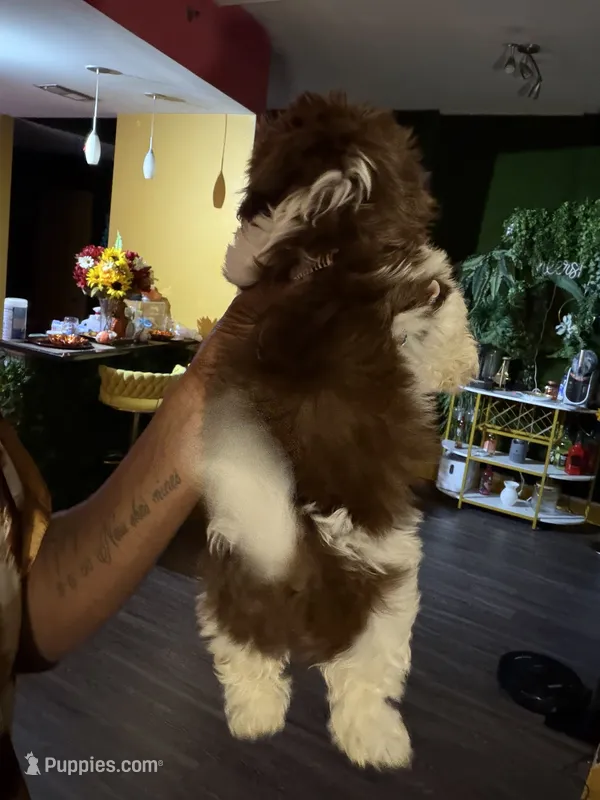 Kimbella – Shih Tzu puppy for sale in Atlanta, GA