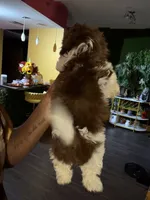 Kimbella, a female Shih Tzu for sale in Atlanta, GA – 1 of 3
