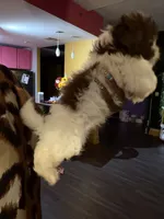 Kristi , a female Shih Tzu for sale in Atlanta, GA – 3 of 4