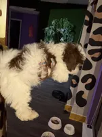 Kali, a female Shih Tzu for sale in Atlanta, GA – 2 of 3