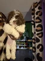 Kristi , a female Shih Tzu for sale in Atlanta, GA – 1 of 4