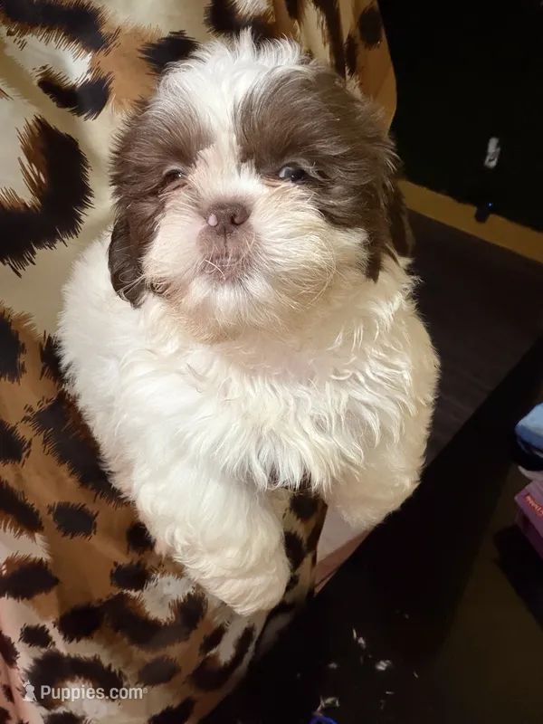 Konner – Shih Tzu puppy for sale in Atlanta, GA