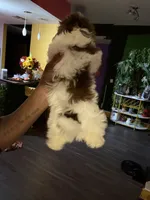 Kristi , a female Shih Tzu for sale in Atlanta, GA – 2 of 4