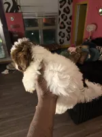 Konner, a male Shih Tzu for sale in Atlanta, GA – 4 of 4