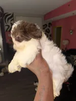 Konner, a male Shih Tzu for sale in Atlanta, GA – 3 of 4