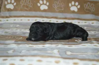 Natasha, a female Poodle - Toy  and Shichon for sale in Worthington, MN – 2 of 4