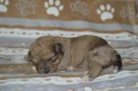 Wanda, a female Poodle - Toy  and Shichon for sale in Worthington, MN – 7 of 7