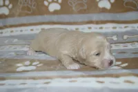 Yelena, a female Poodle - Toy  and Shichon for sale in Worthington, MN – 2 of 5