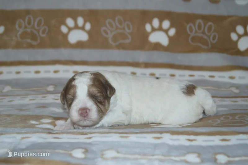 Steve – Poodle - Toy , Shichon puppy for sale in Worthington, MN