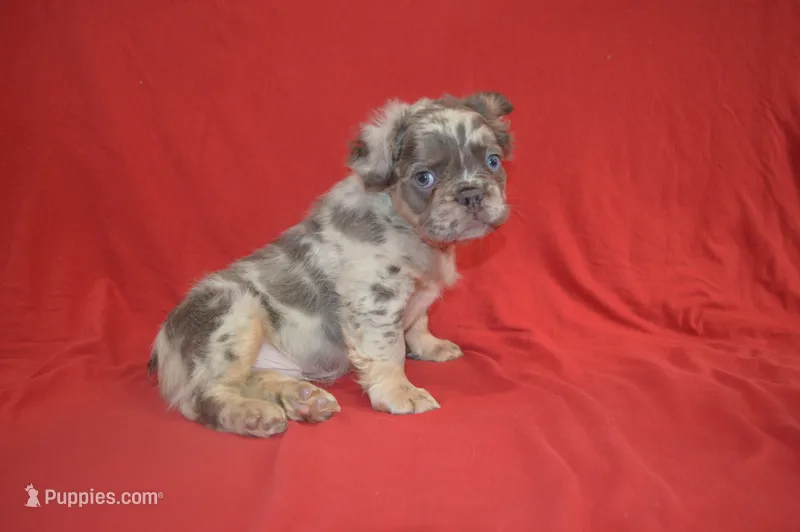 Louie – French Bulldog puppy for sale in Worthington, MN