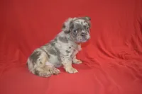 Louie, a male French Bulldog for sale in Worthington, MN – 1 of 3