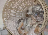 Louie, a male French Bulldog for sale in Worthington, MN – 3 of 5