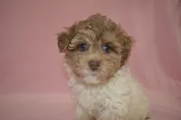 Shuri, a female Poodle - Toy  and Shichon for sale in Worthington, MN – 9 of 9