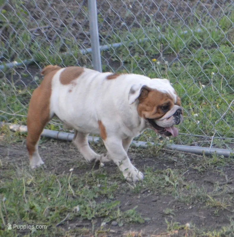 Mr. Pig – English Bulldog puppy for sale in Worthington, MN