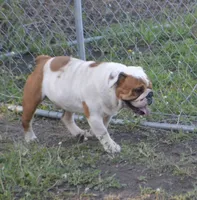 Mr. Pig, a male English Bulldog for sale in Worthington, MN – 1 of 2