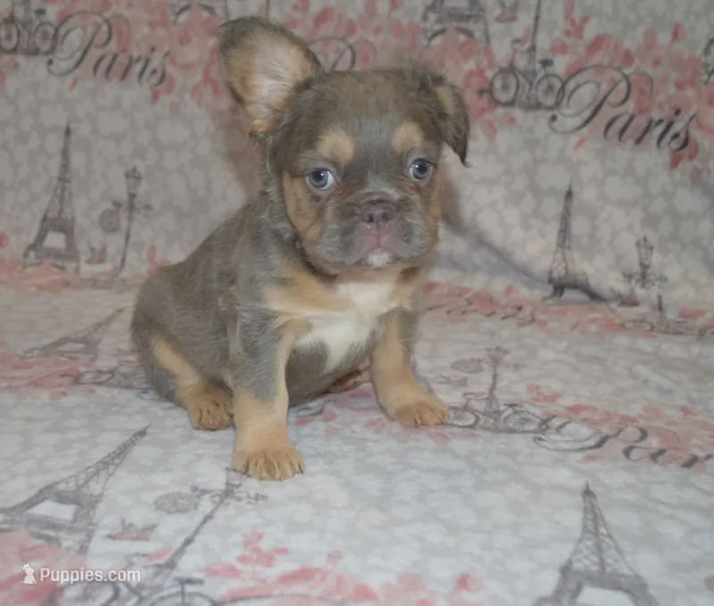 Lucy – French Bulldog puppy for sale in Worthington, MN