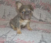 Lucy, a female French Bulldog for sale in Worthington, MN – 1 of 4