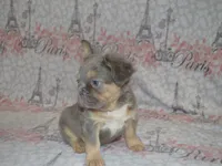 Lucy, a female French Bulldog for sale in Worthington, MN – 2 of 4