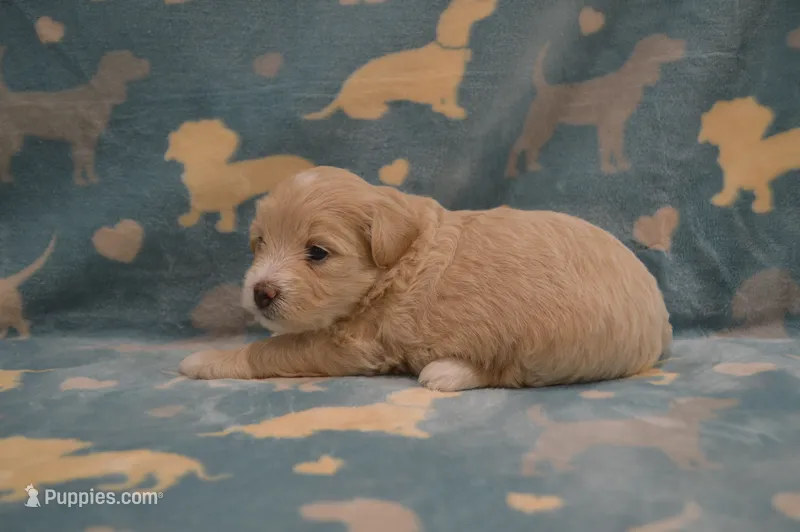 Yelena – Poodle - Toy , Shichon puppy for sale in Worthington, MN