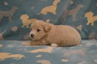 Yelena, a female Poodle - Toy  and Shichon for sale in Worthington, MN – 1 of 4