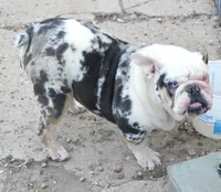 Coco, a female English Bulldog for sale in Worthington, MN – 3 of 4